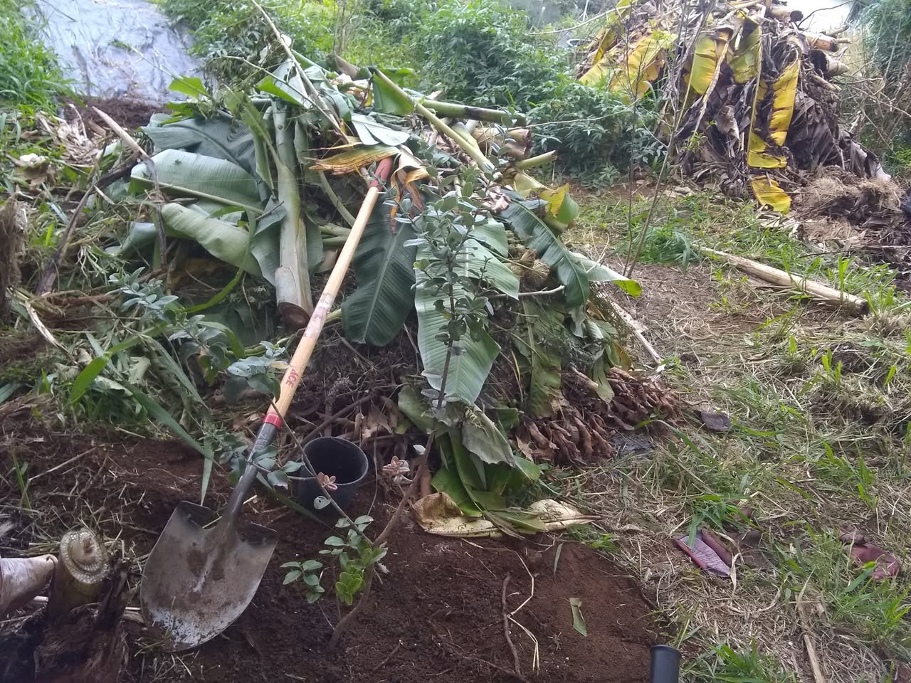 8日目:オヒアの木を植えた