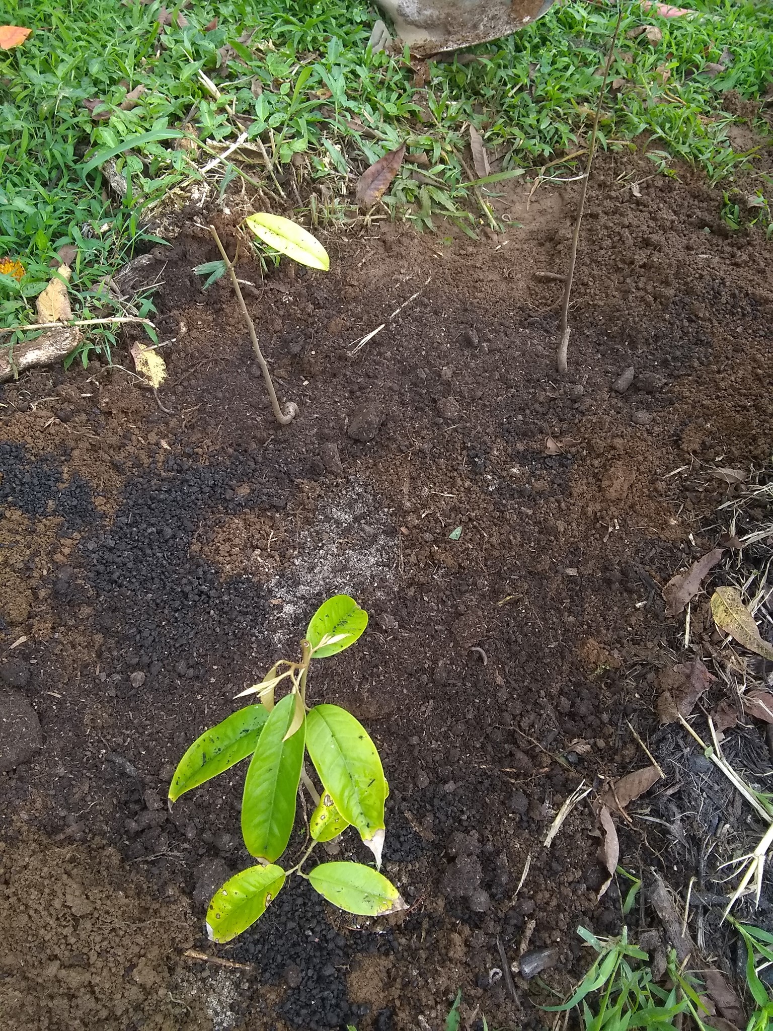 80日目:ドリアン実生苗を植えた