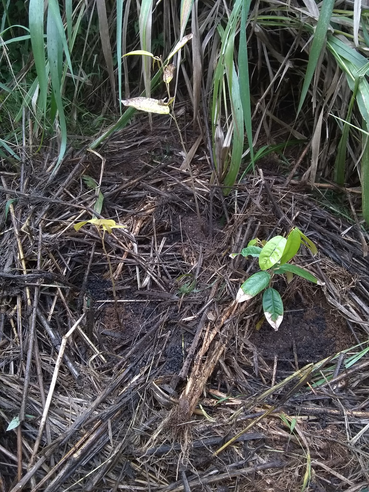 80日目:ドリアン実生苗を植えた