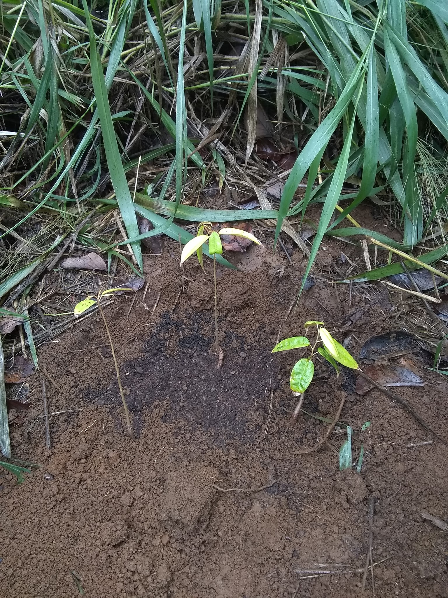 80日目:ドリアン実生苗を植えた