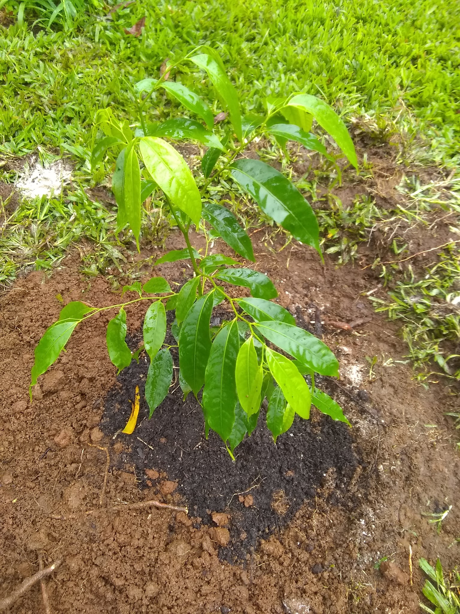 81日目:エンヴィラ・カジュを植えた