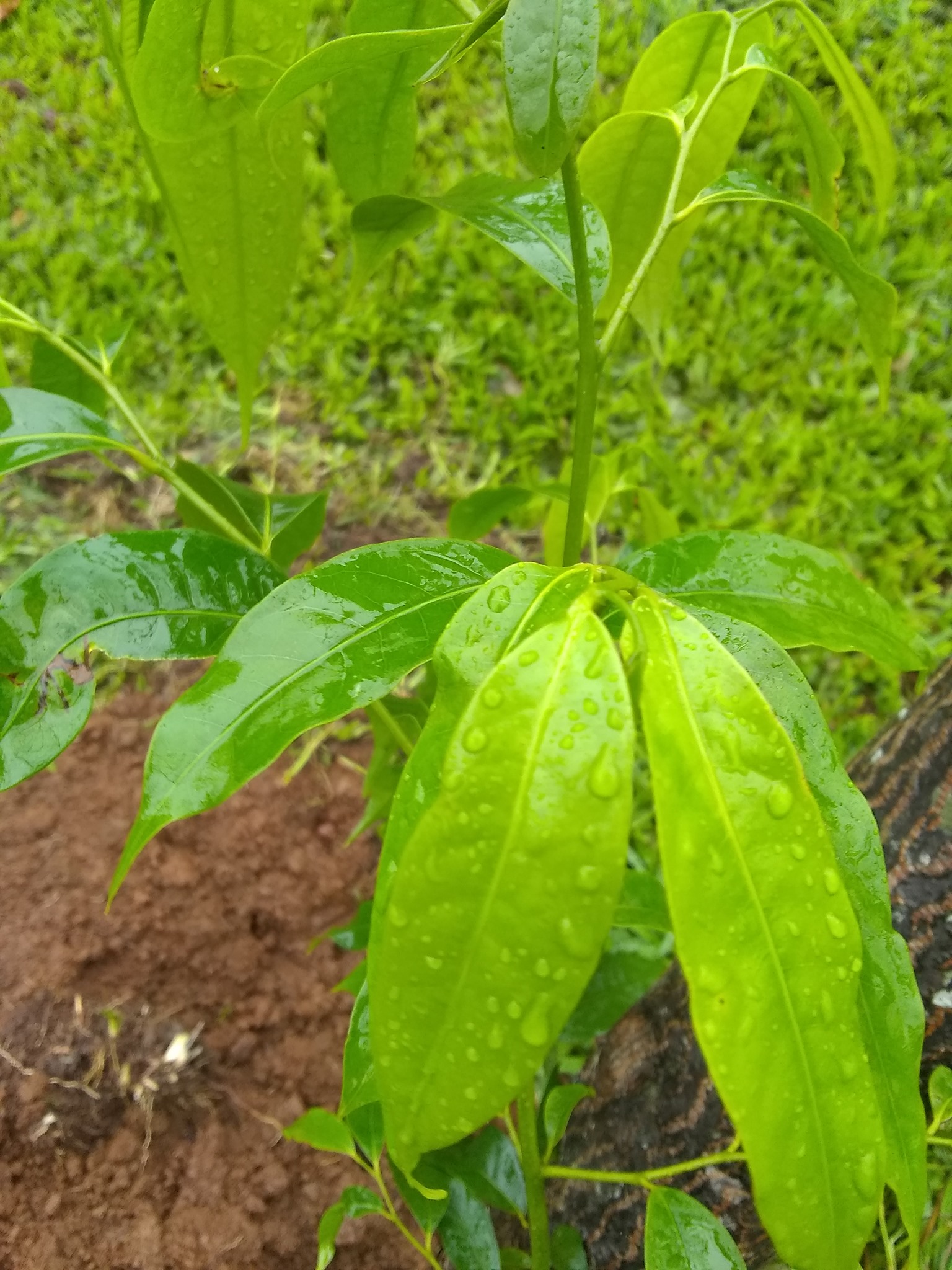 81日目:エンヴィラ・カジュを植えた