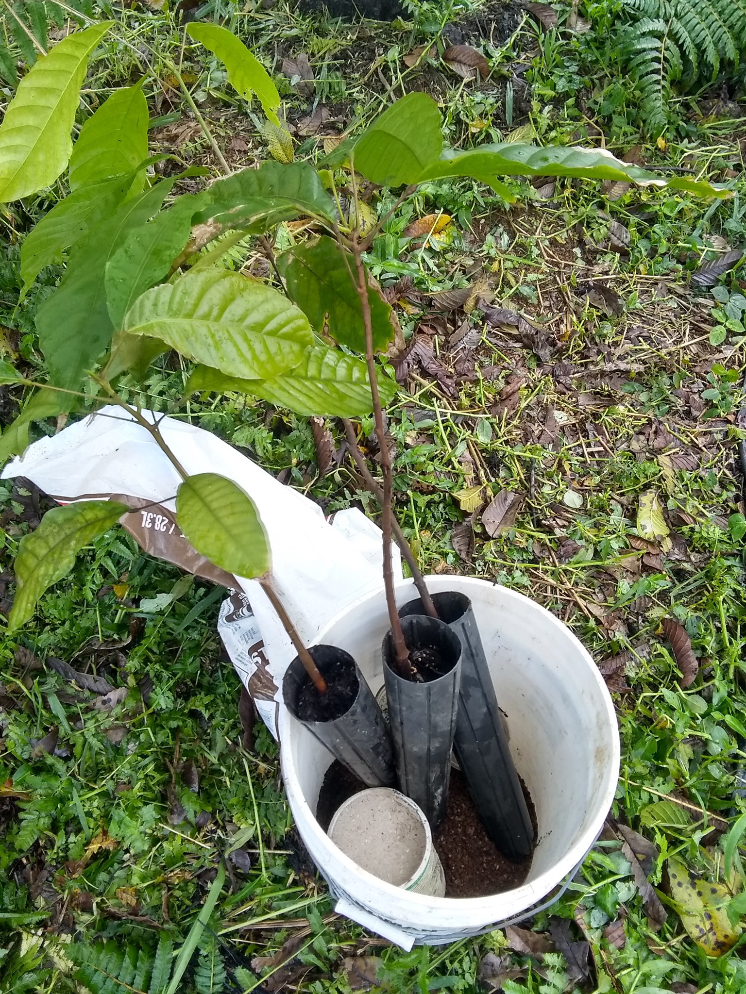 82日目:カカオを植えた