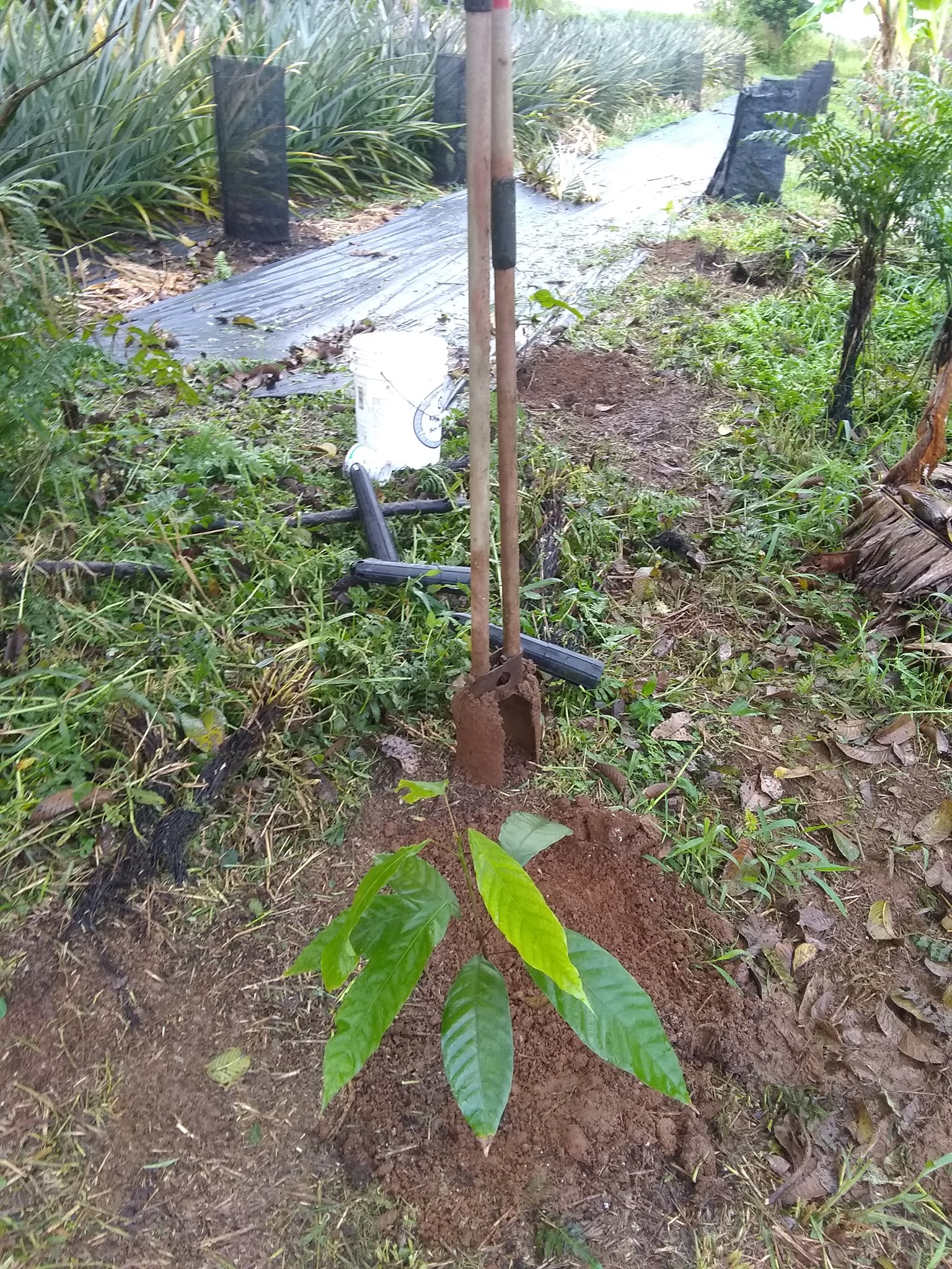 82日目:カカオを植えた