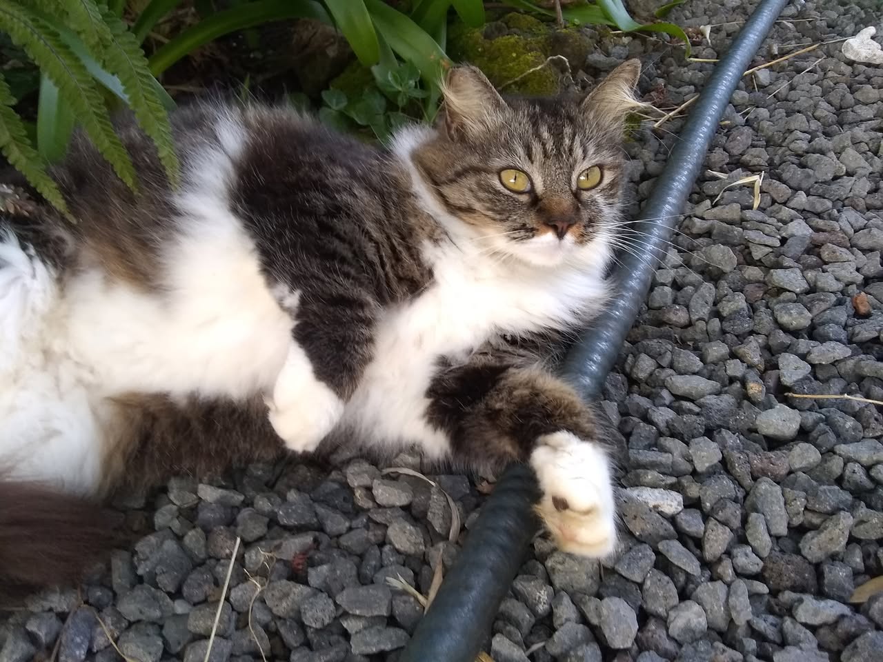 83日目:オヒアを植えた