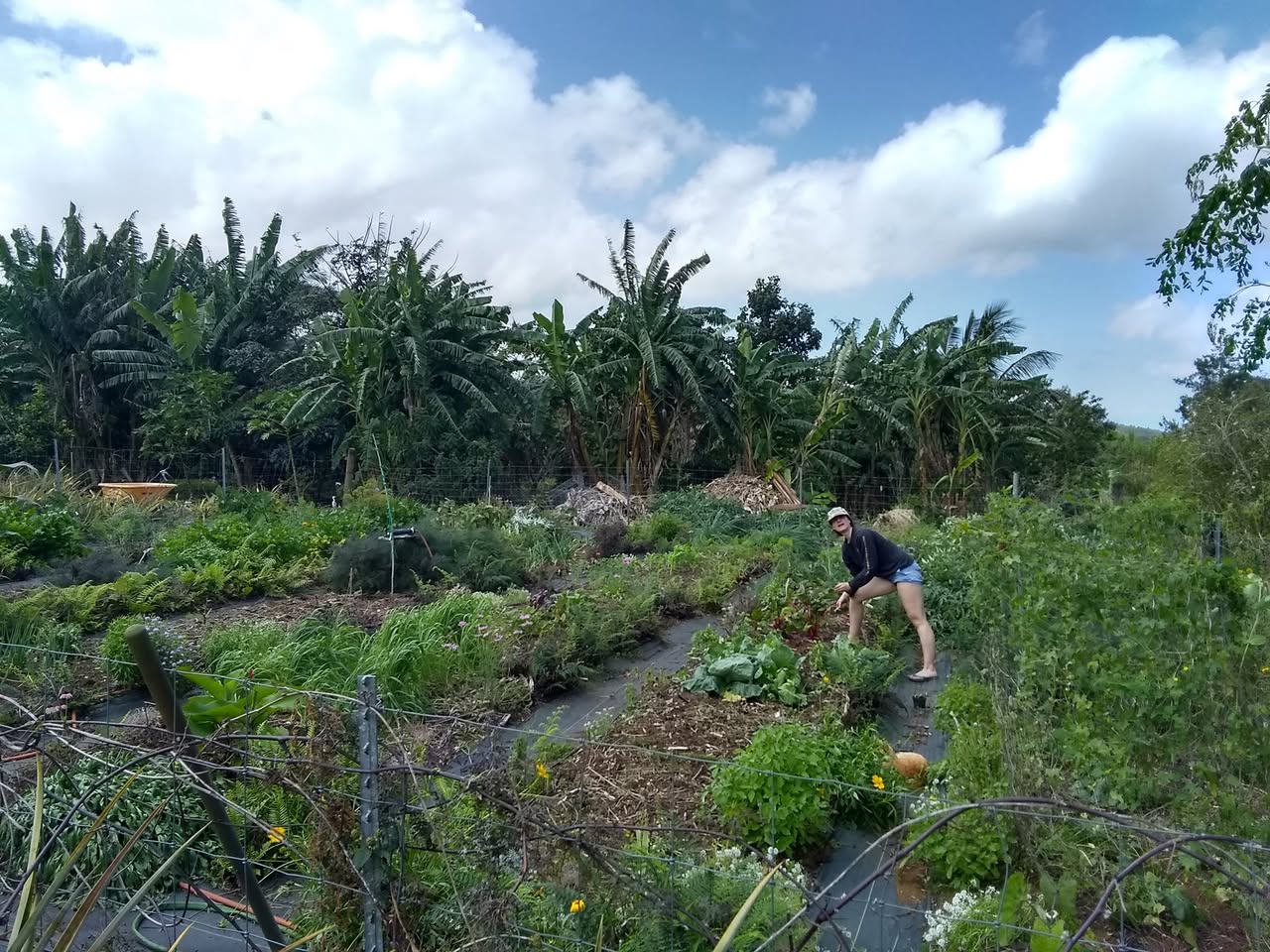 83日目:オヒアを植えた