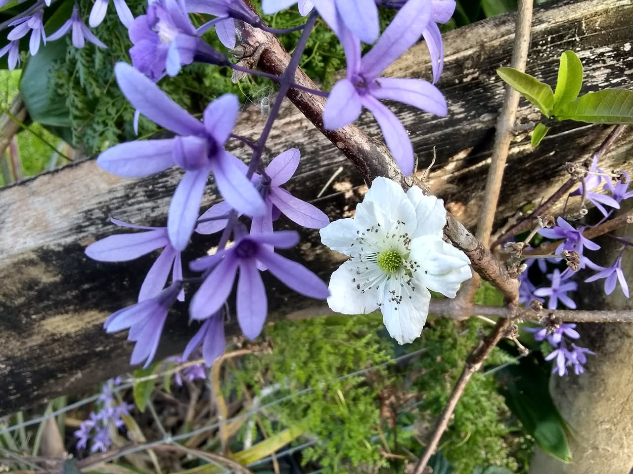 83日目:オヒアを植えた