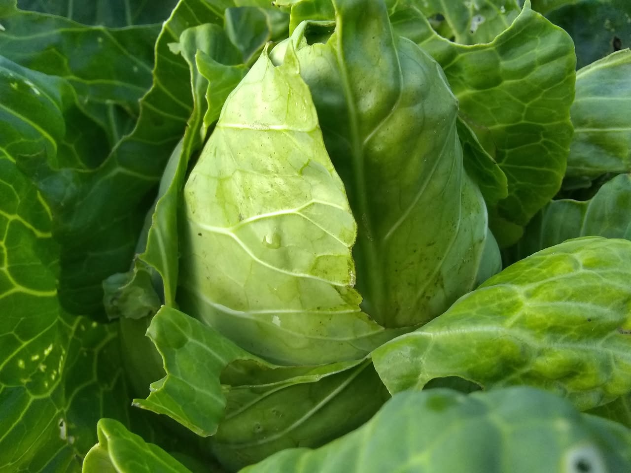 83日目:オヒアを植えた