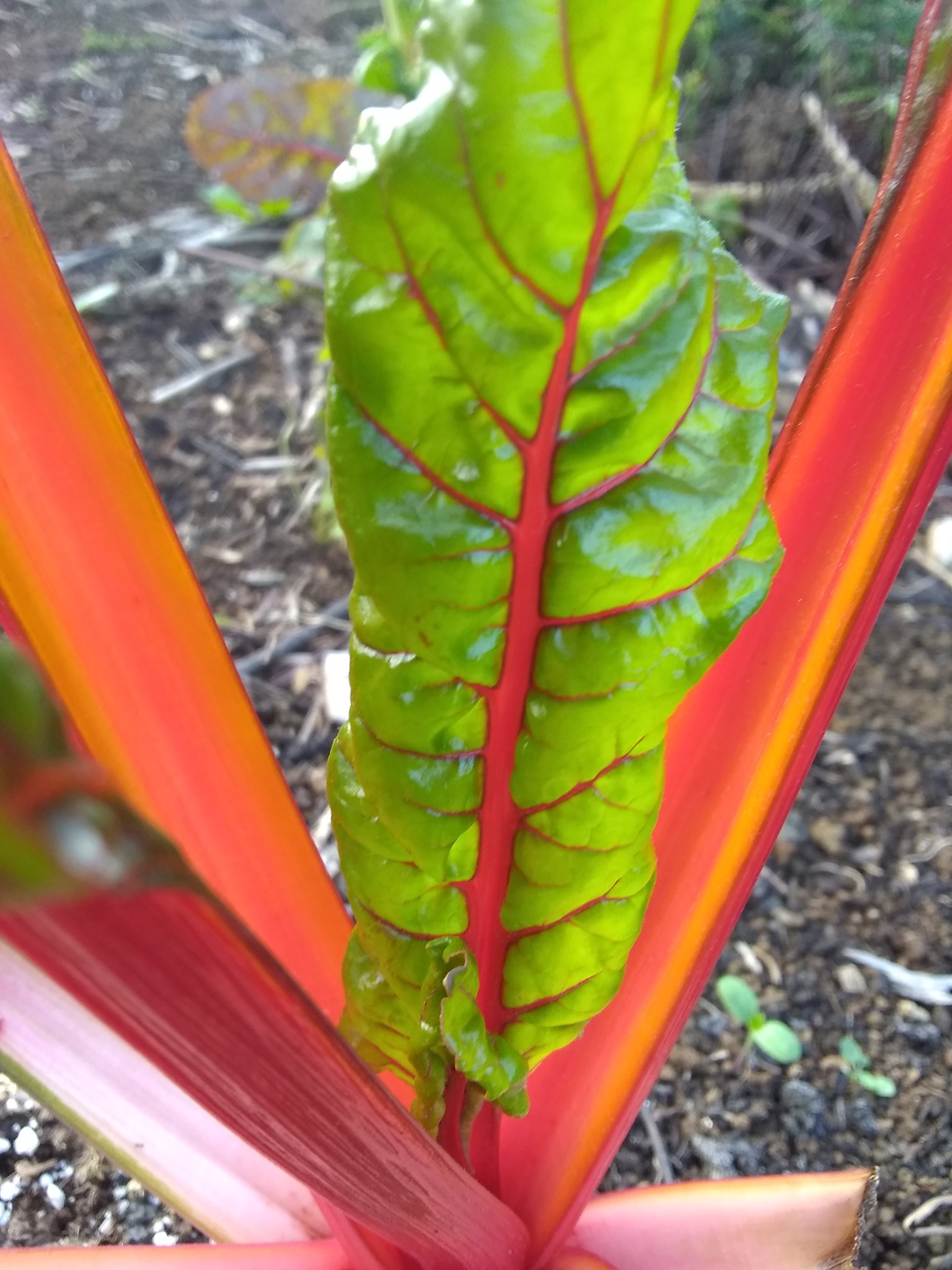 83日目:オヒアを植えた