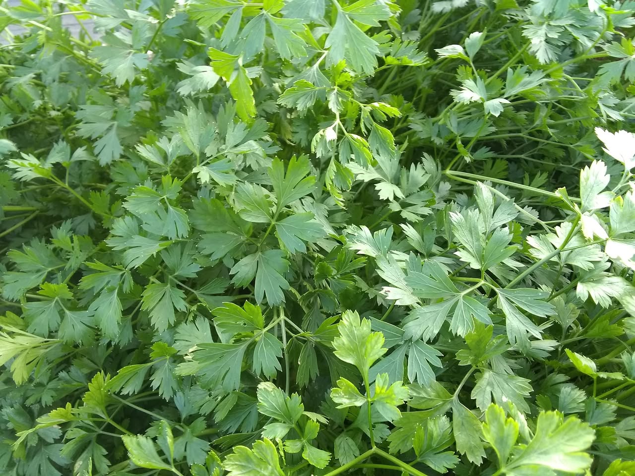 83日目:オヒアを植えた