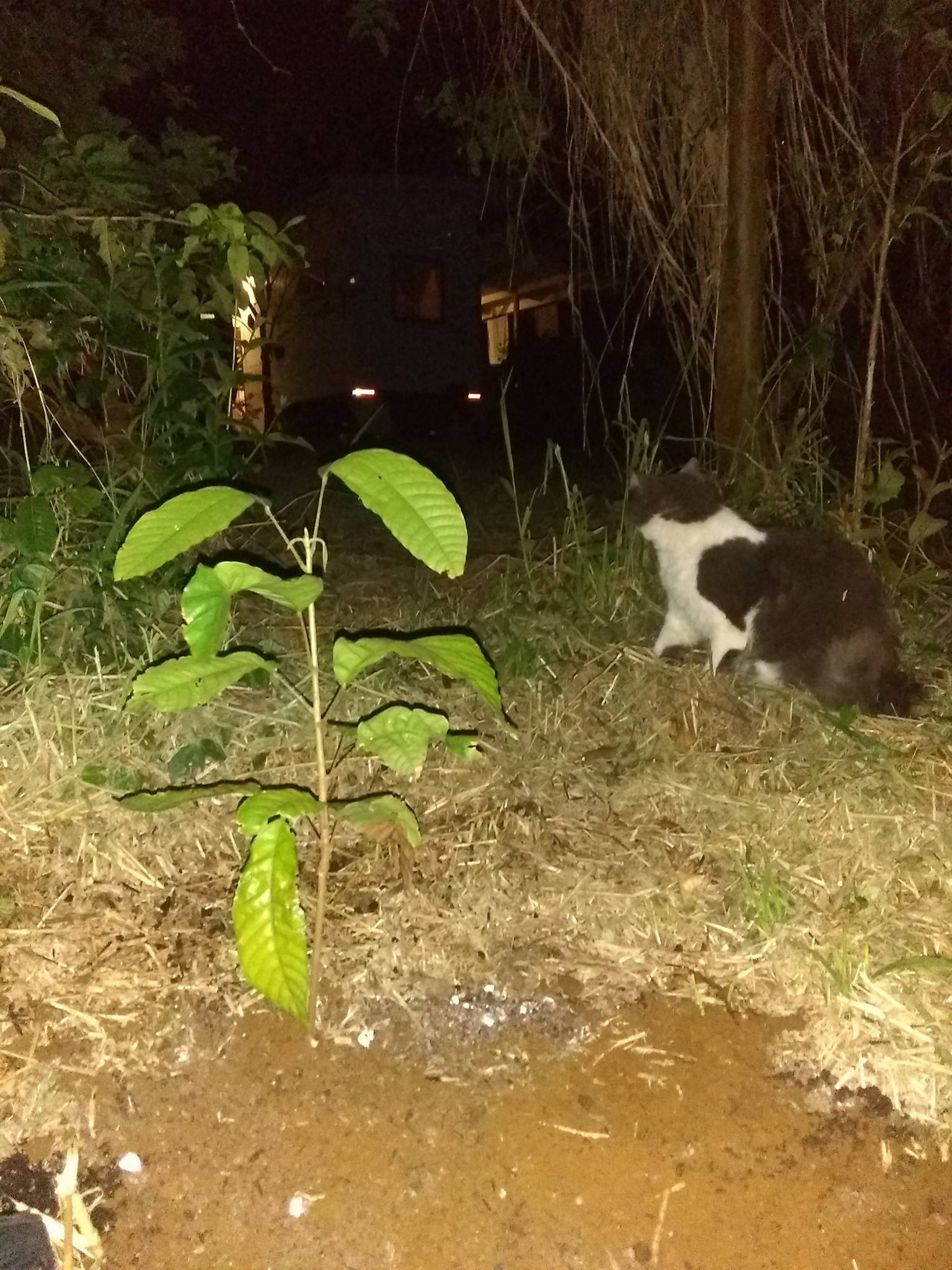 84日目:月光の下でカカオを植えた