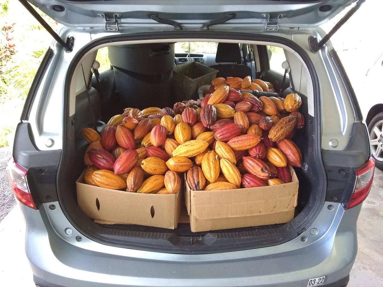 Day 85: Today I planted another cacao tree. I harvested cacao pods from Roy and Leslie's