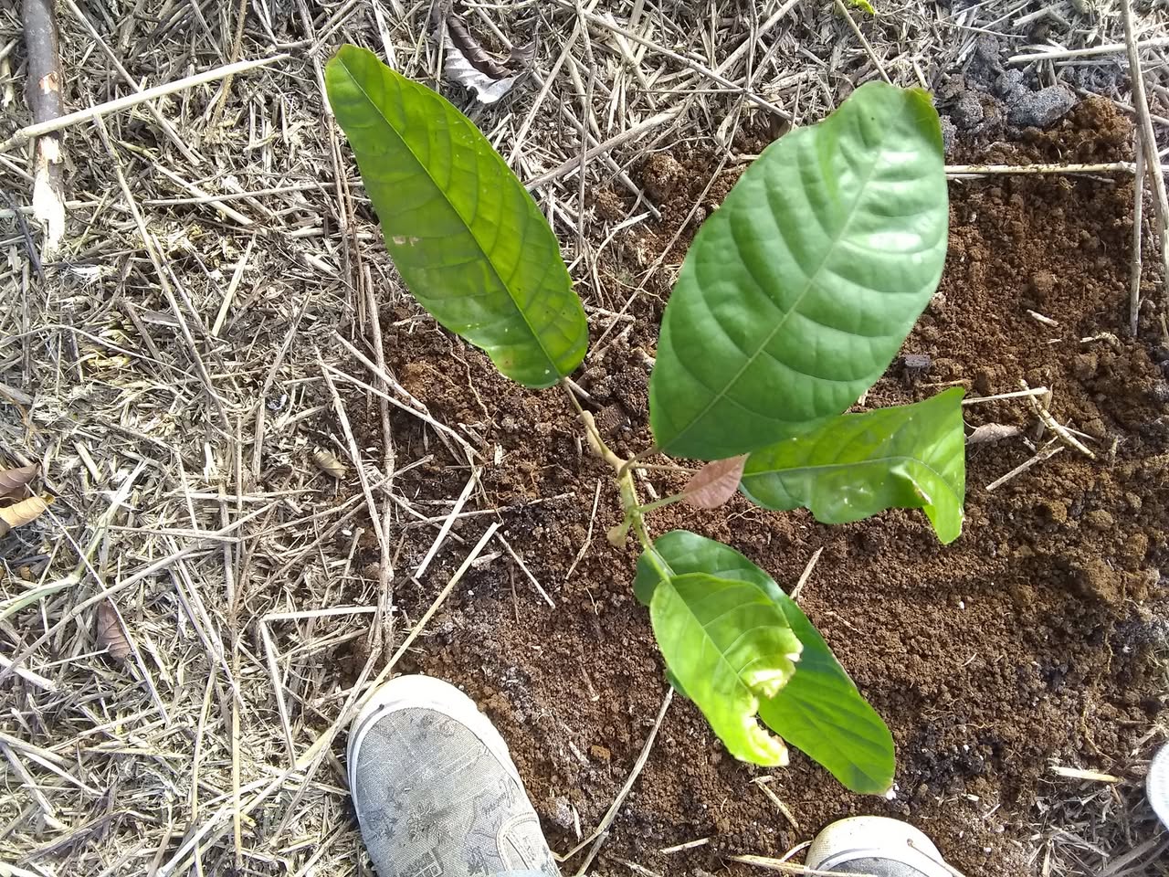 85日目:カカオを植えた