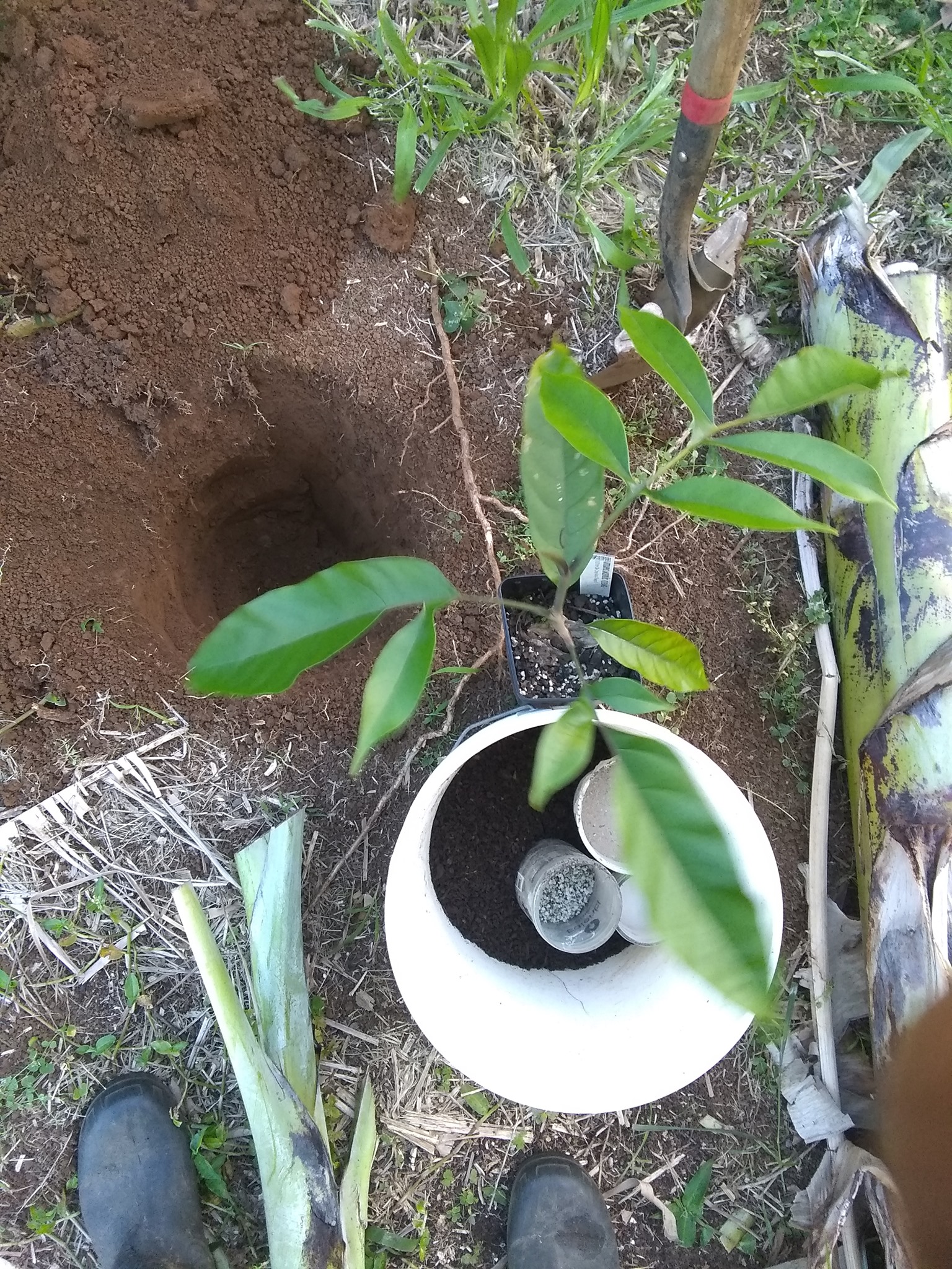 86日目:ケレダンを植えた