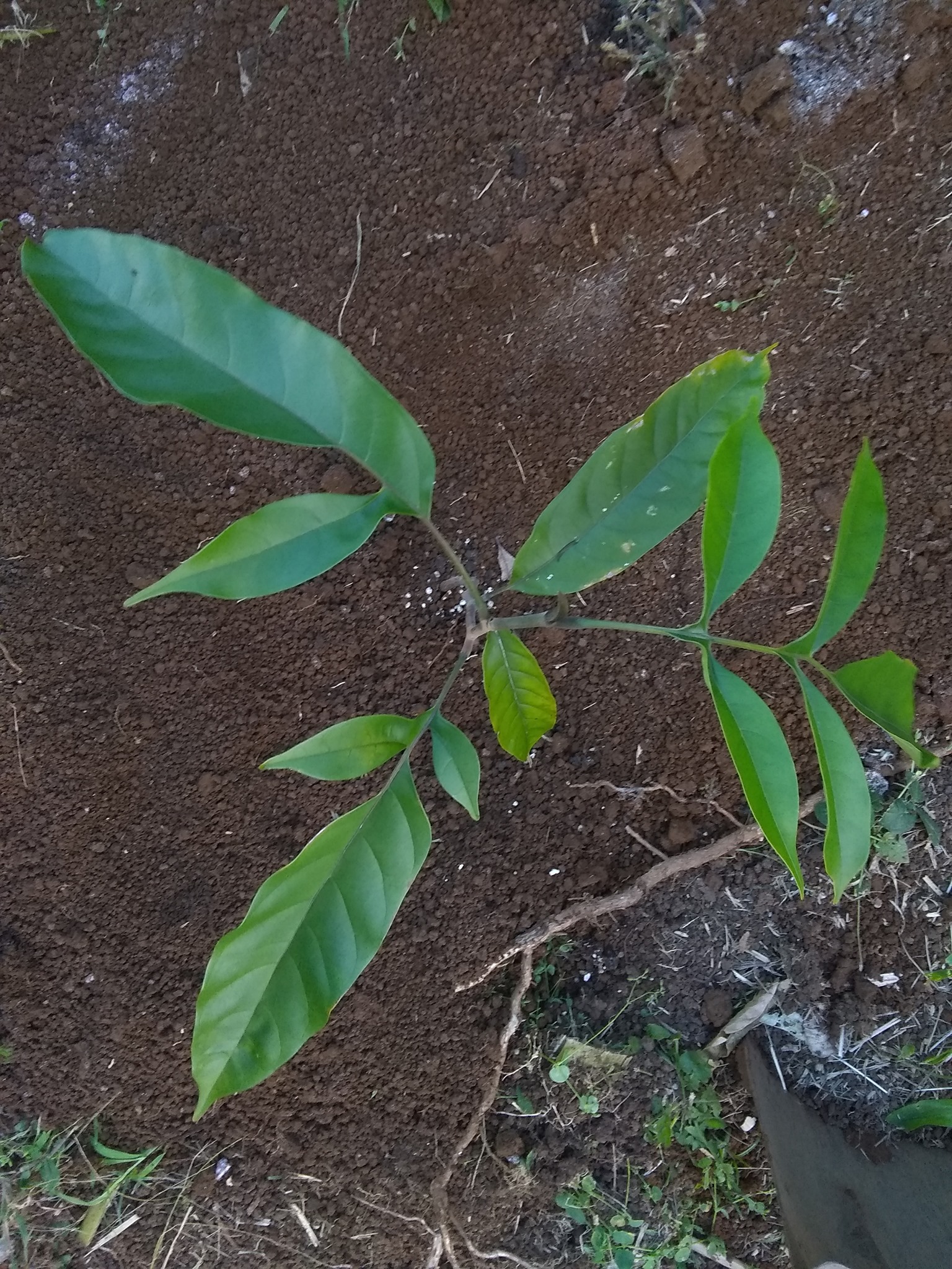 86日目:ケレダンを植えた