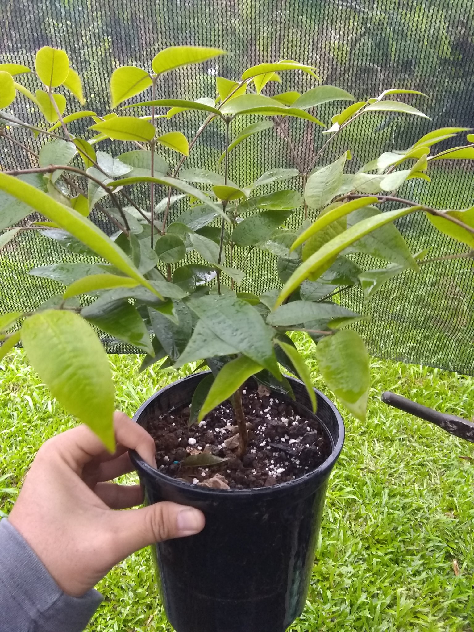 87日目:ウォーターメロン白ジャボチカバを植えた