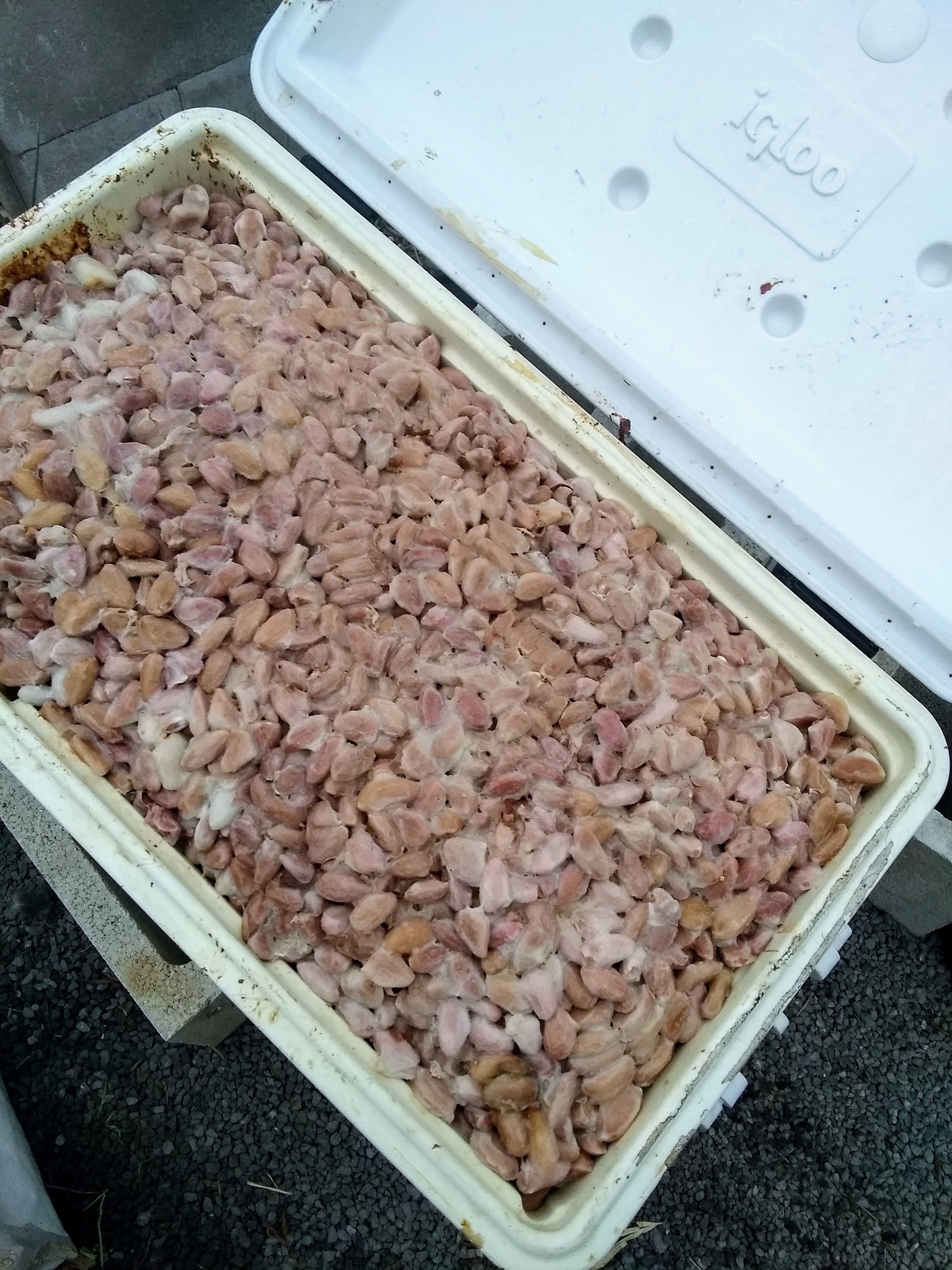 87日目:ウォーターメロン白ジャボチカバを植えた