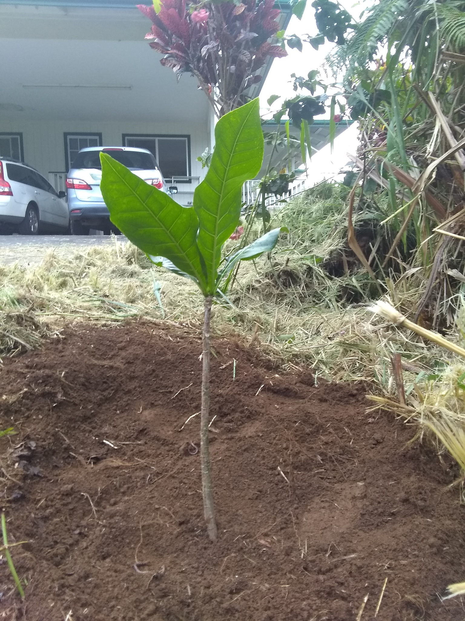 88日目:ヴォアヴァンガを植えた