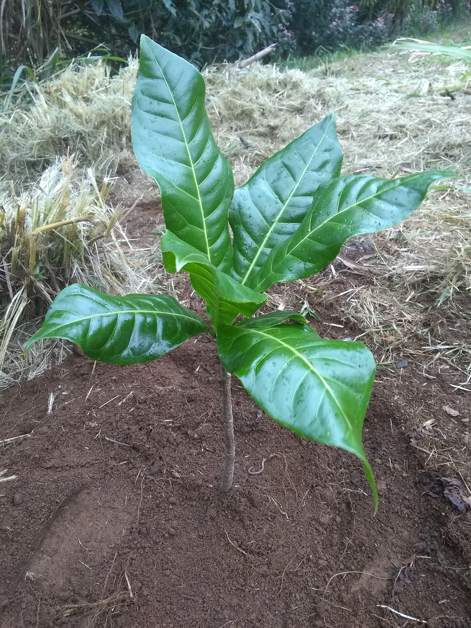 88日目:ヴォアヴァンガを植えた