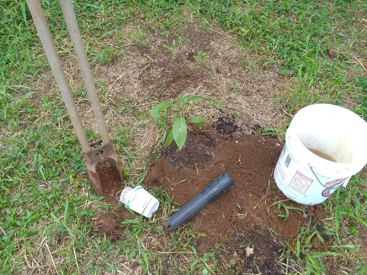 89日目:カカオを植えた