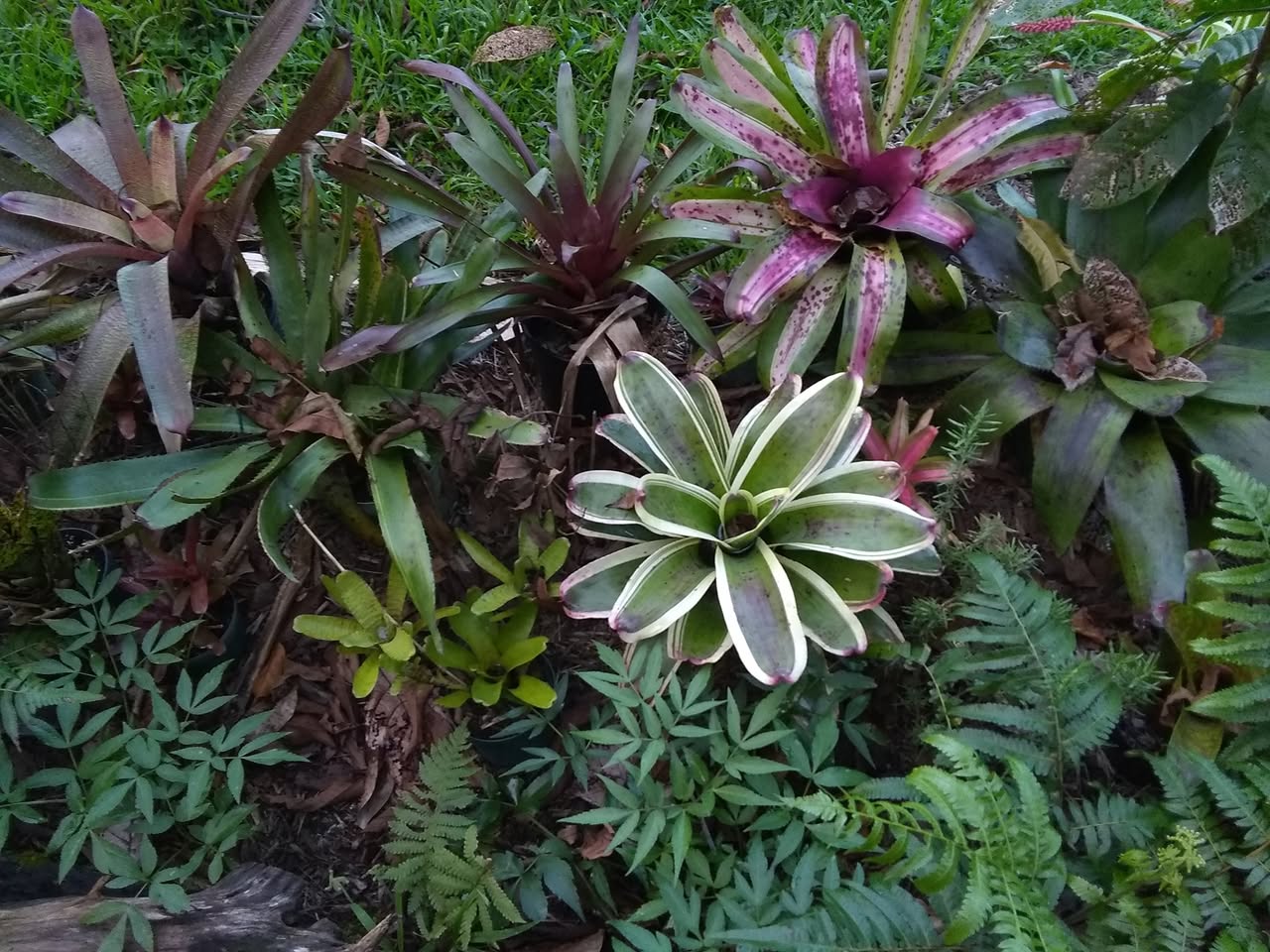 89日目:カカオを植えた