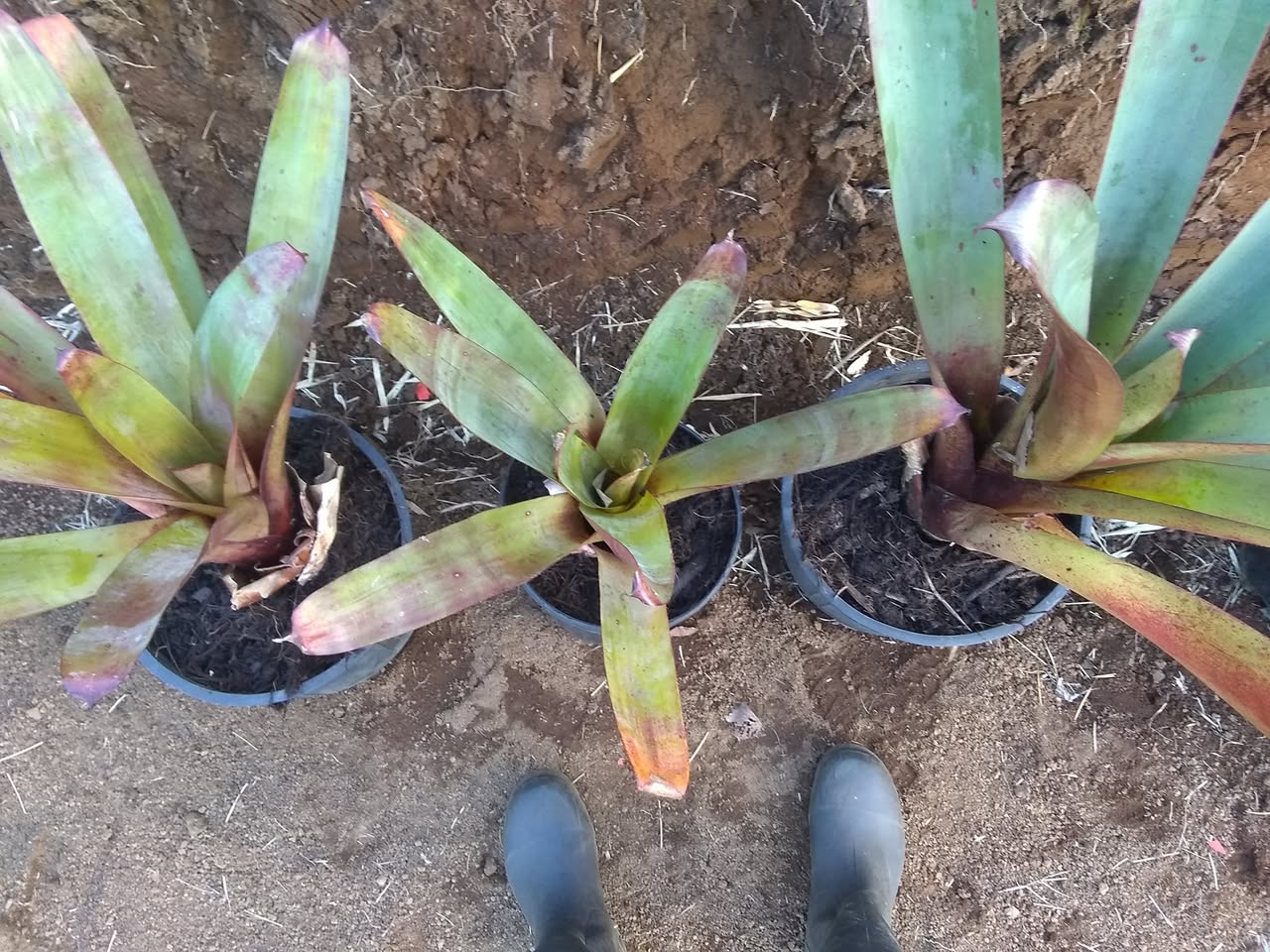 9日目:ブロメリアを植えた