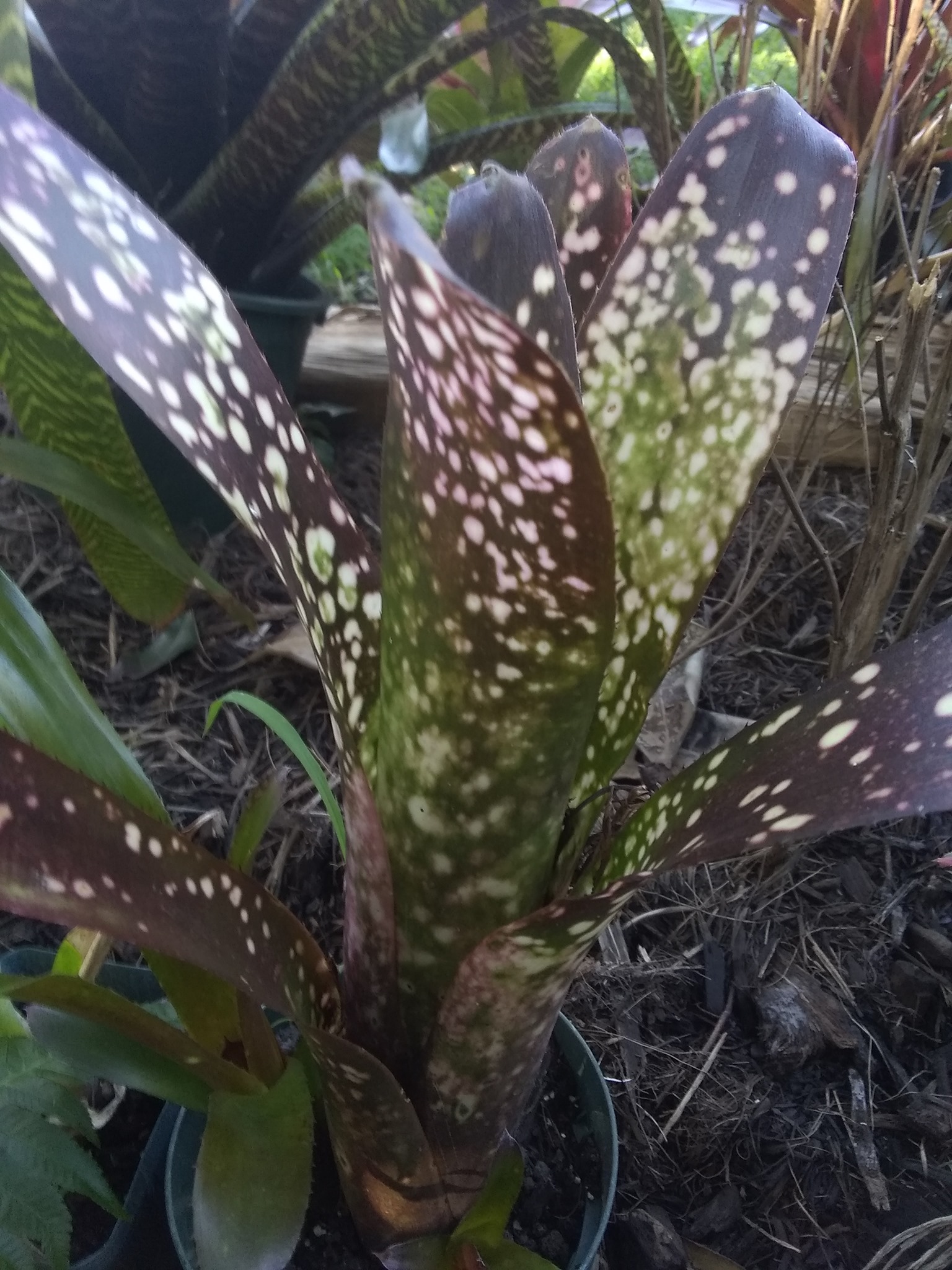 9日目:ブロメリアを植えた