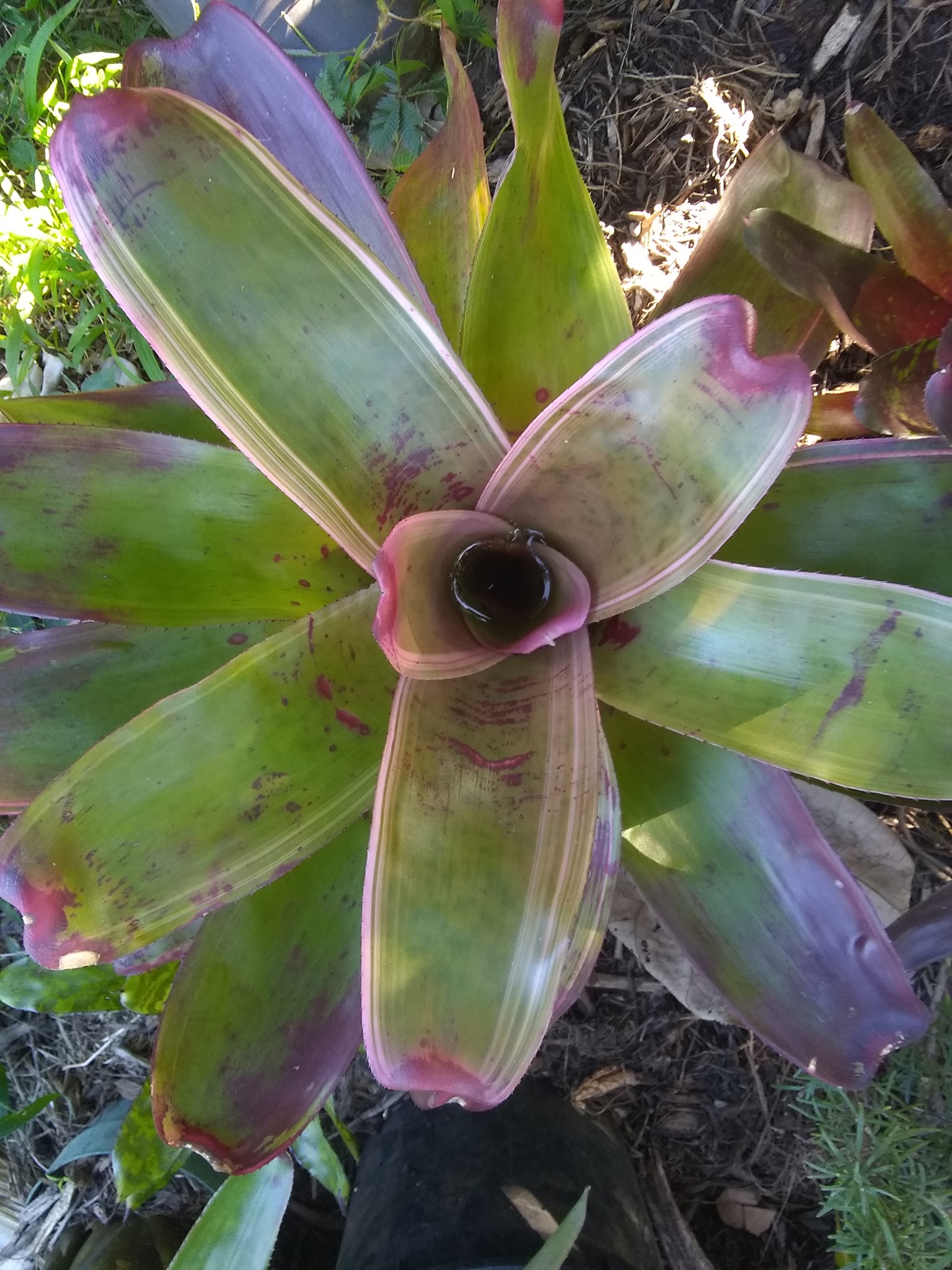 9日目:ブロメリアを植えた
