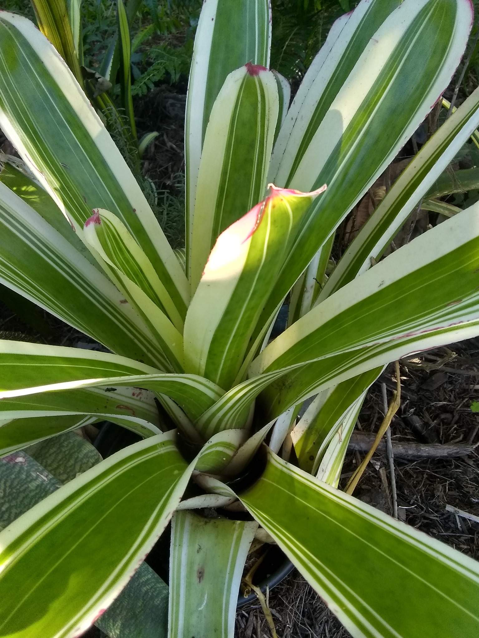 9日目:ブロメリアを植えた