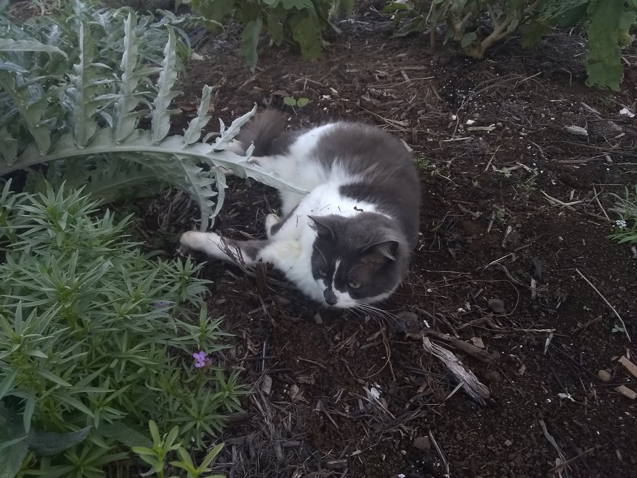 90日目:菜園と猫