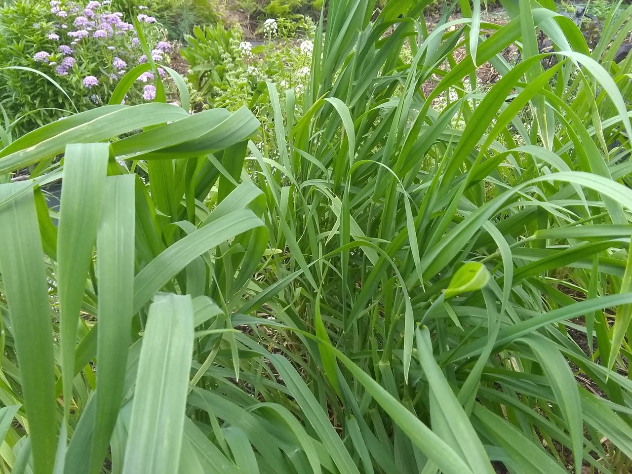 90日目:菜園と猫