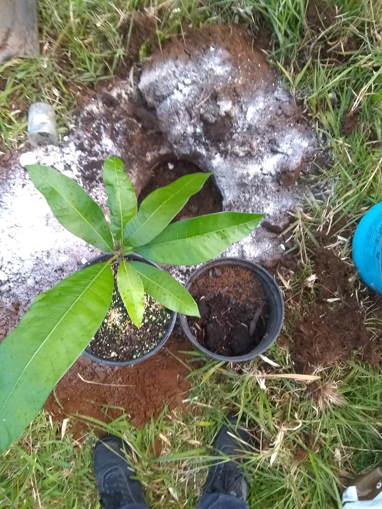 91日目:カストゥリマンゴーを植えた