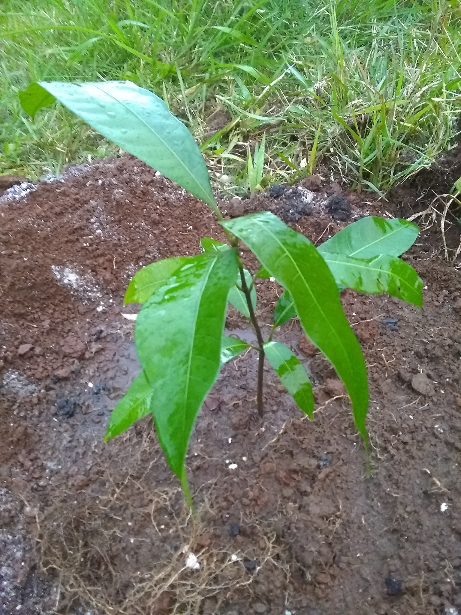 91日目:カストゥリマンゴーを植えた