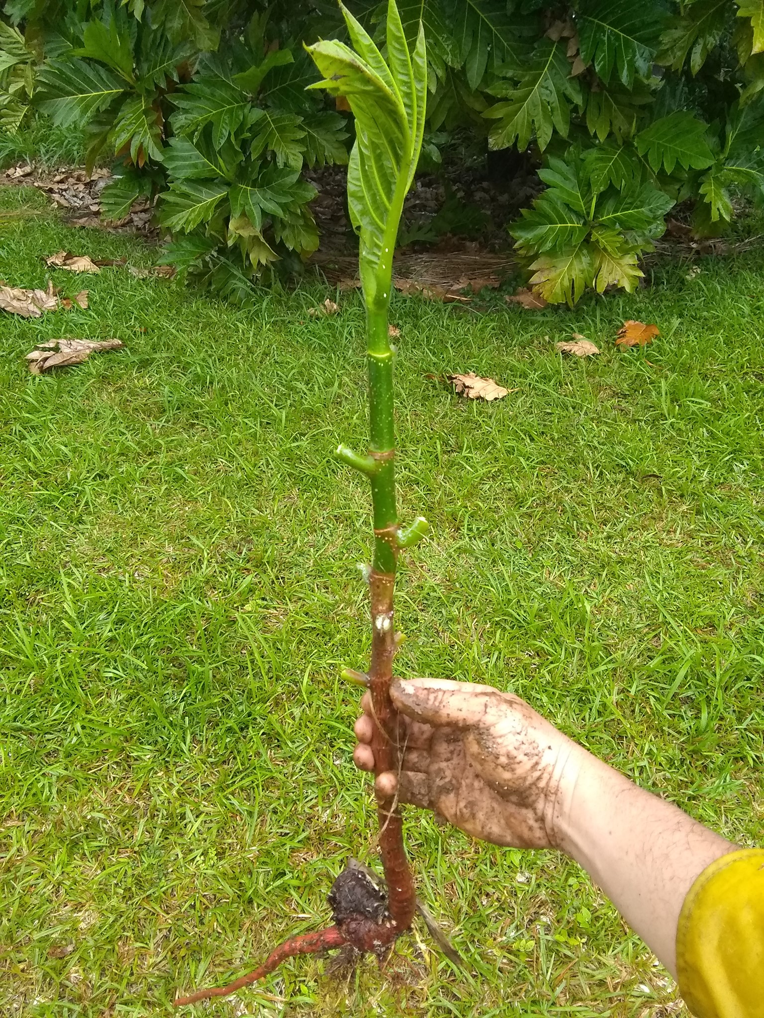 93日目:パンノキ3本を植えた