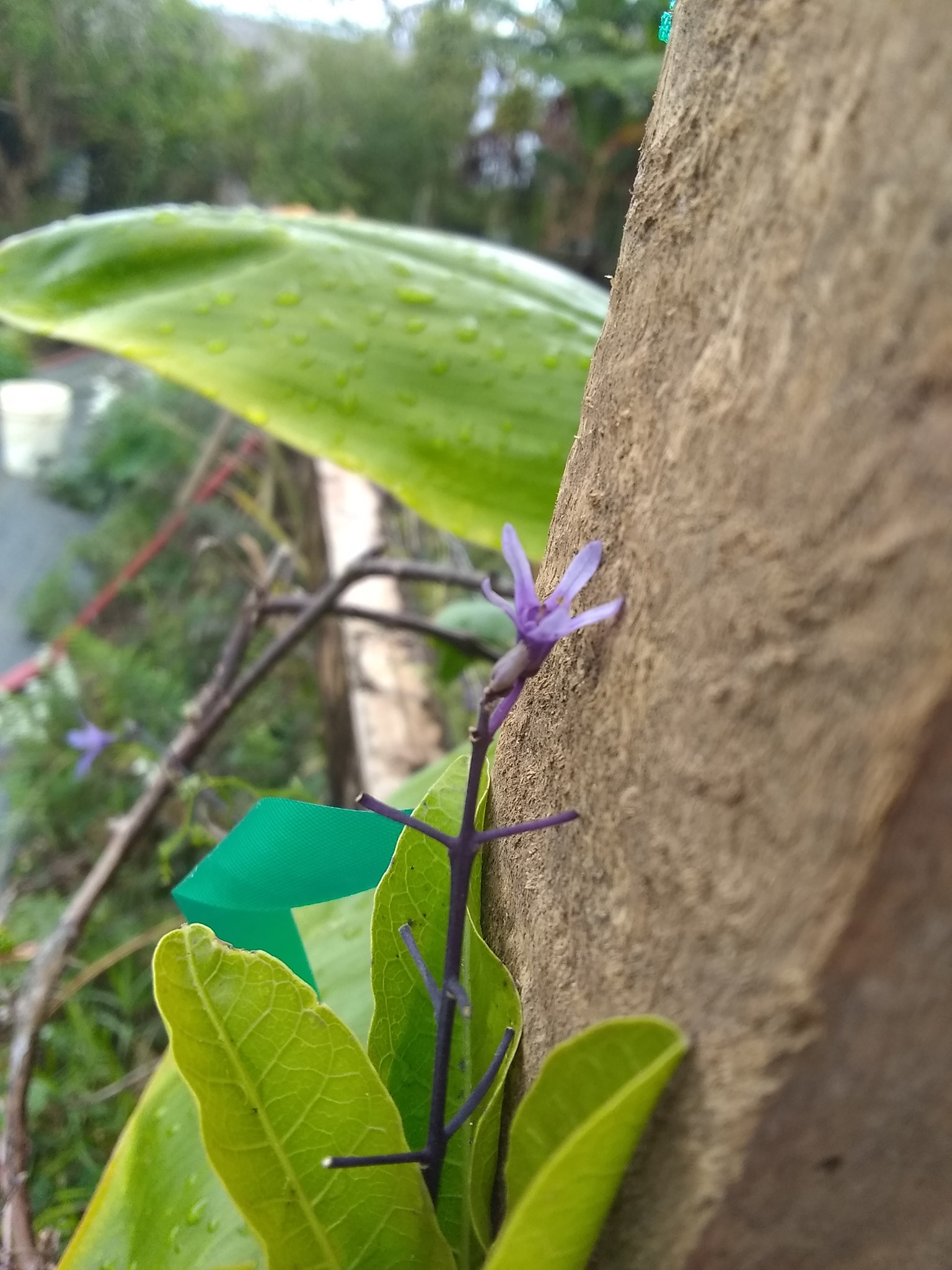 94日目:サンドペーパーヴァインを植えた