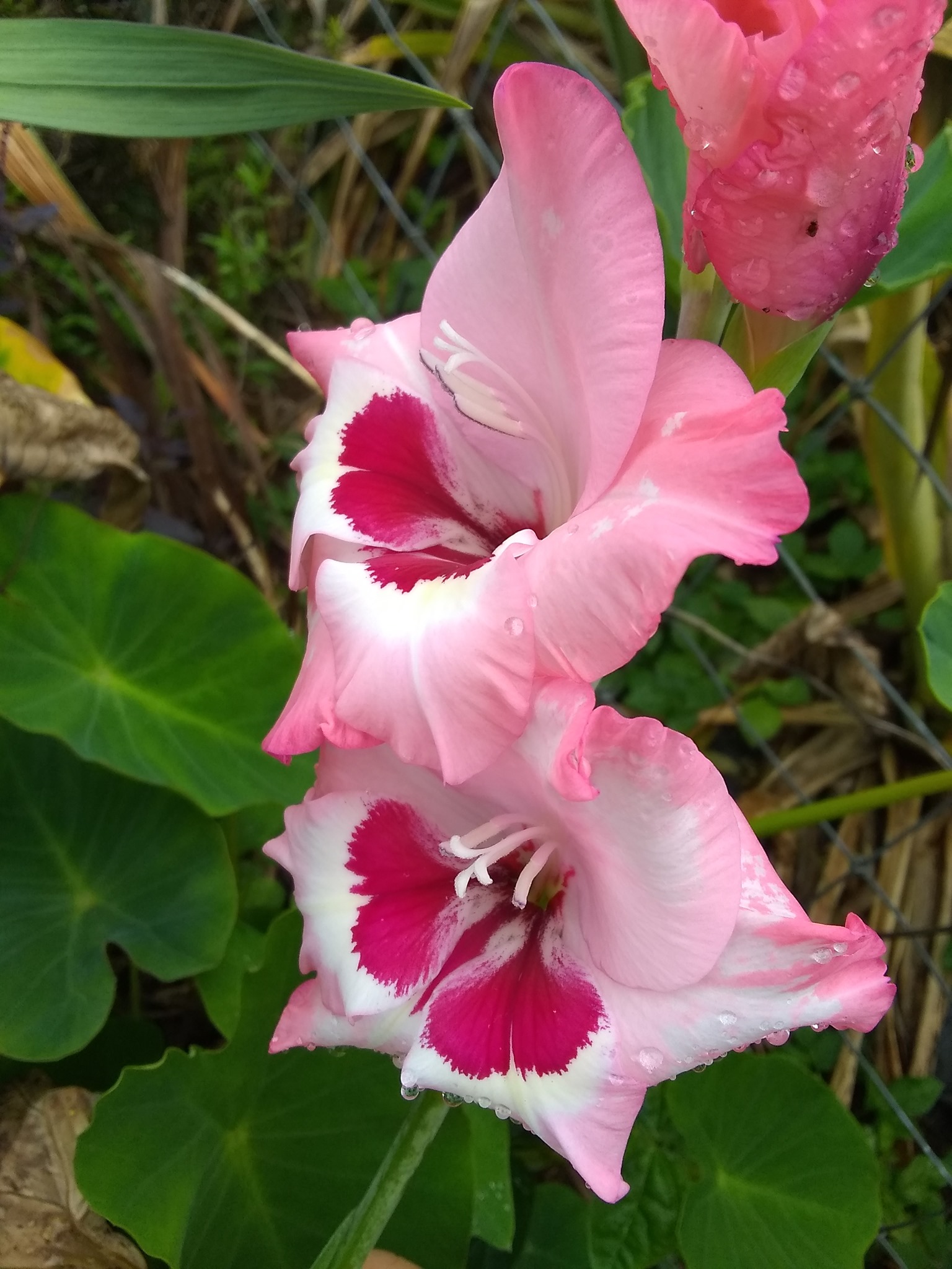 94日目:サンドペーパーヴァインを植えた