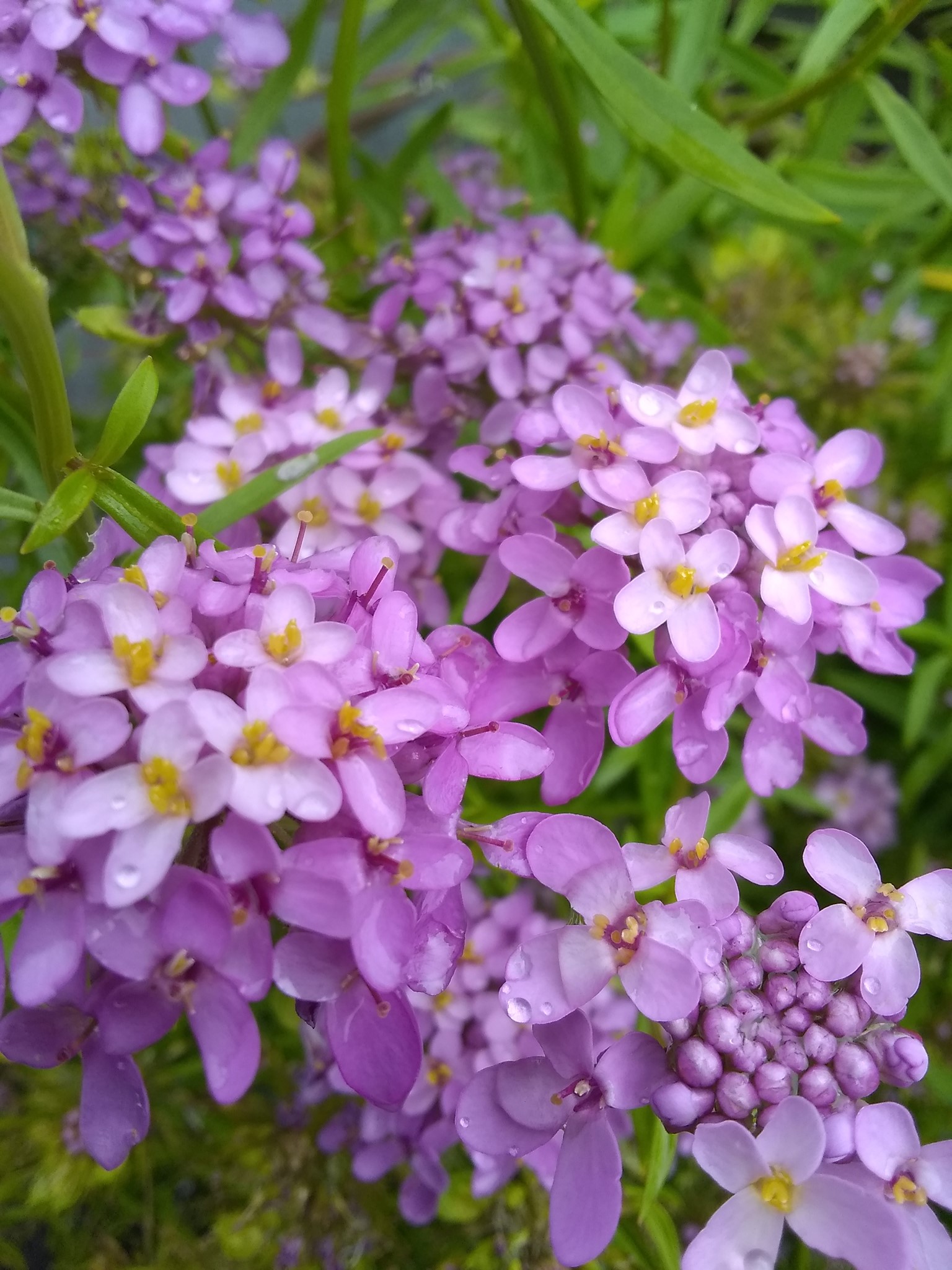 94日目:サンドペーパーヴァインを植えた