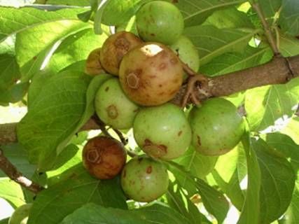 Day 98: . Today I planted a Voa vanga or Spanish tamarind tree that I got from Joe Hewit