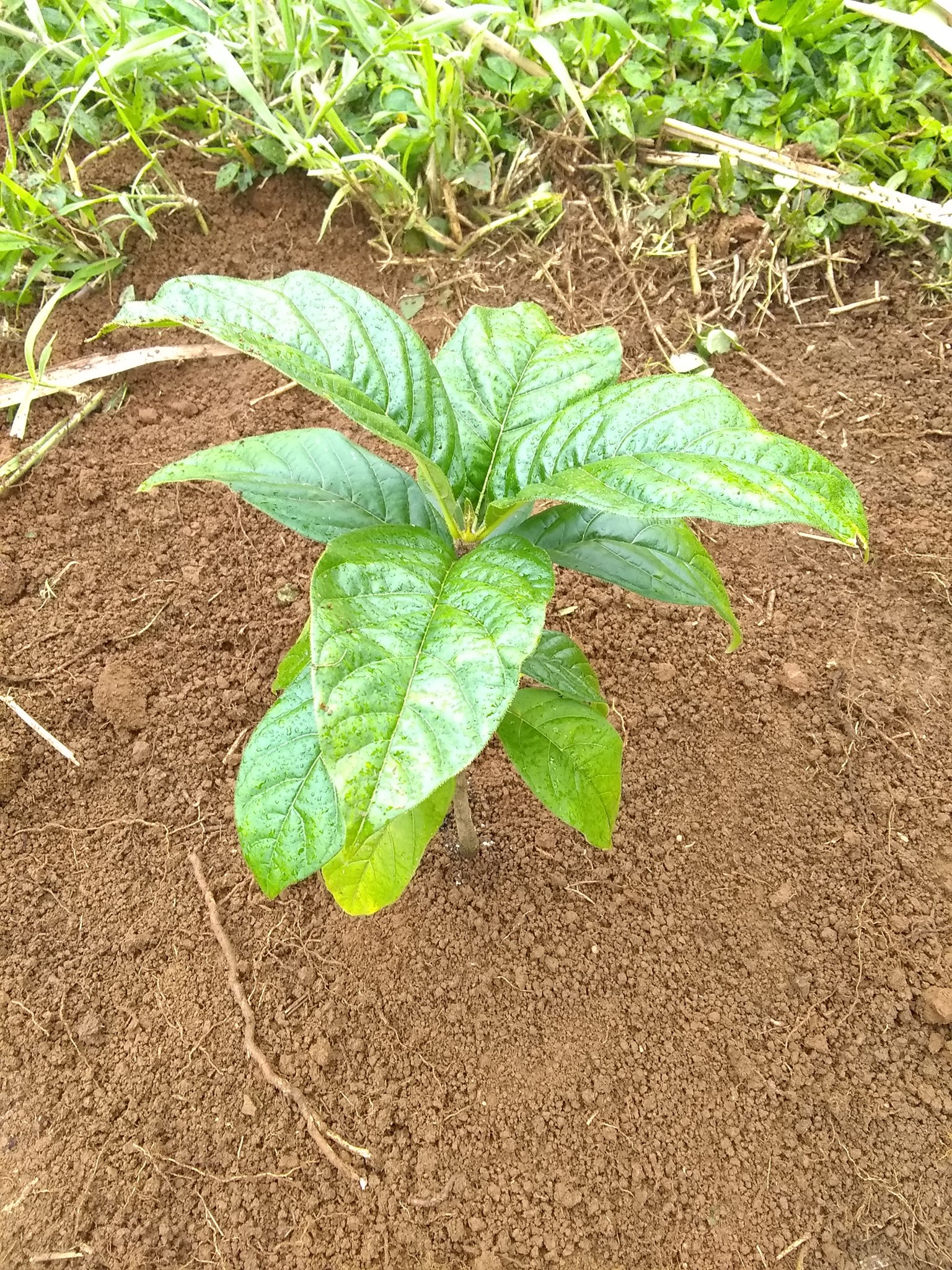 98日目:Voa vangaを植えた