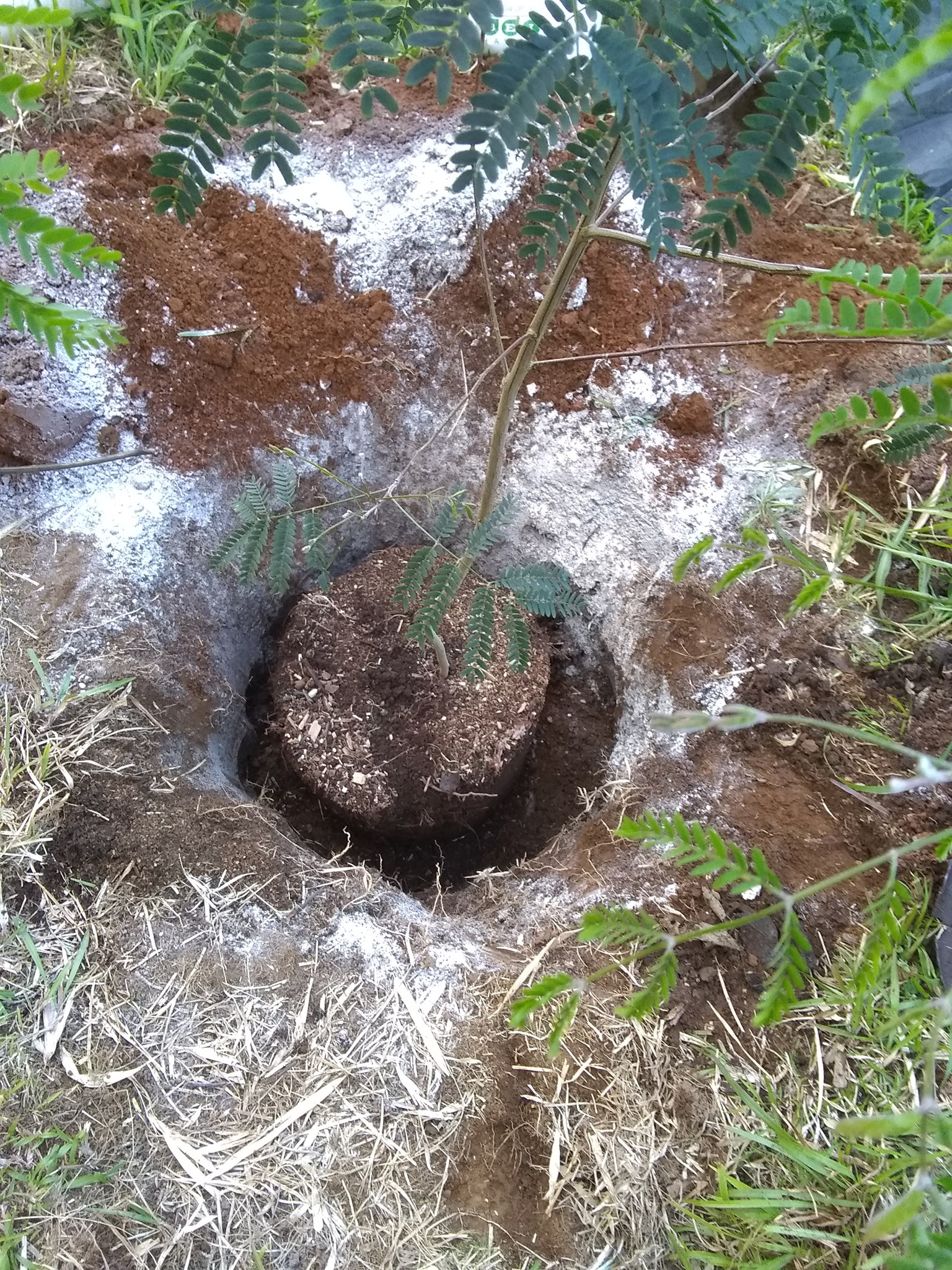 Day 99: It’s been exactly a month since Kekoa passed. Today Julia and I planted a koai‘a
