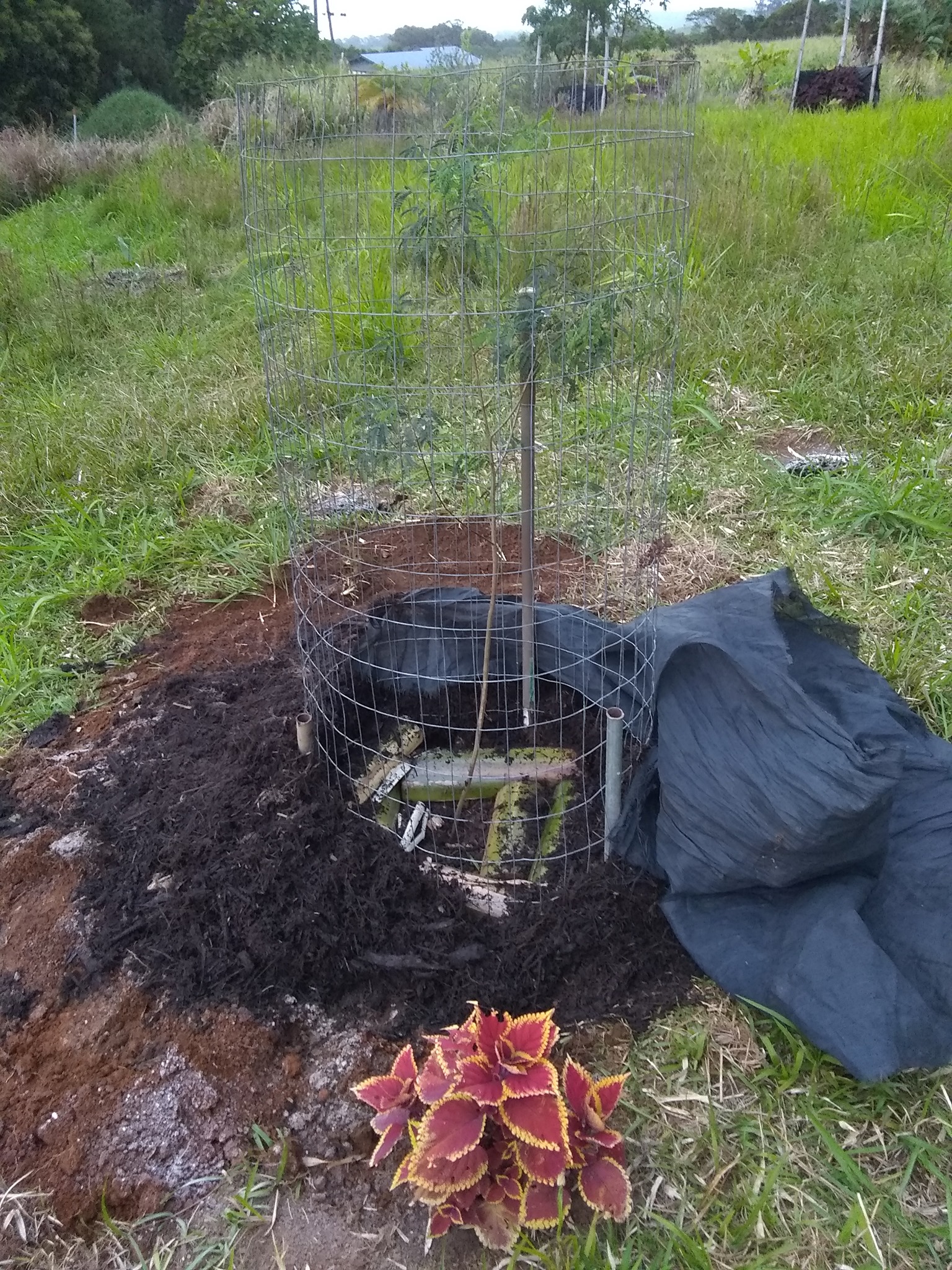 Day 99: It’s been exactly a month since Kekoa passed. Today Julia and I planted a koai‘a